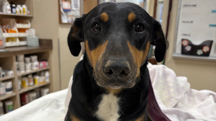 Help Save Dog from Euthanasia campaign photo, 1 of 3