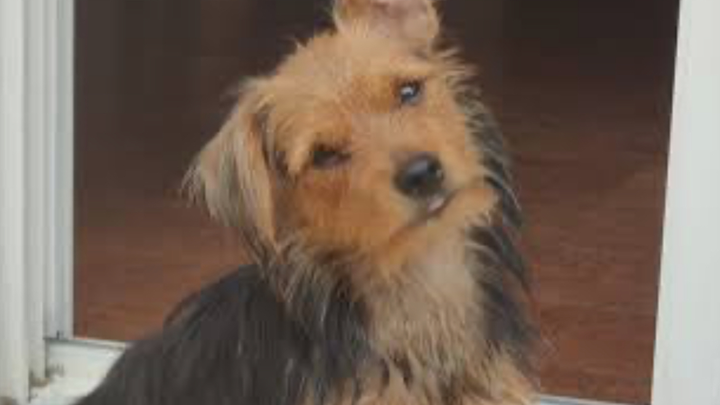 Save a Dog's Life: Urgent Medical Care Needed campaign photo, 1 of 3