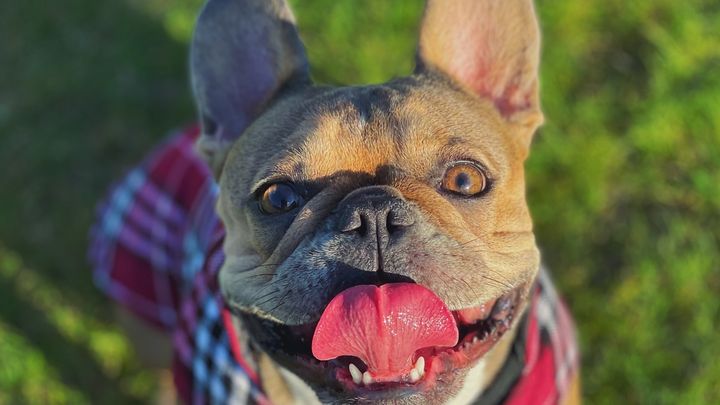 Fundraiser by Bernadette Singleton : Little Lola, Our French Bulldog ...