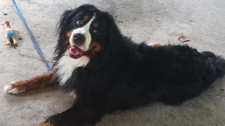 Help Save Zeke, Our Beloved Bernese Mountain Dog campaign photo, 1 of 7