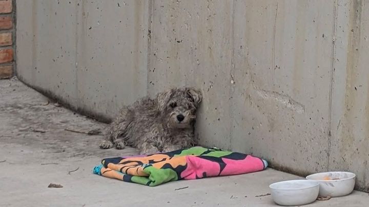 Help Us Save This Sweet Wobbly Puppy