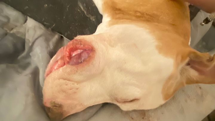 Help Tilly Get Urgent Surgery campaign photo, 1 of 8