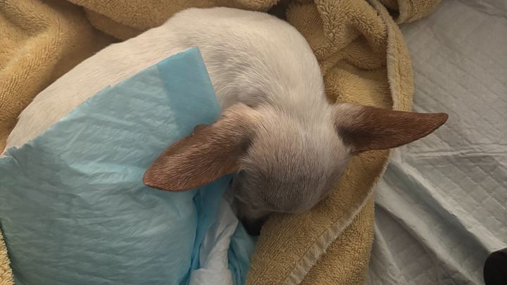 Support Lito & Isaiah: Save Ruby's Life campaign photo, 1 of 4