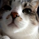 Profile photo of natascia badalamenti