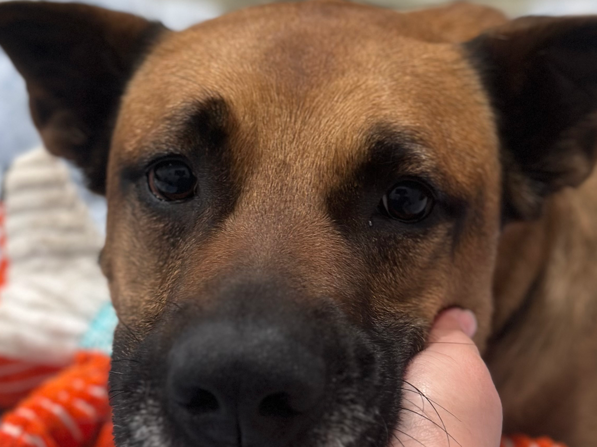 Support Foster Dog Cody's Boarding to Avoid Deadly Virus campaign photo, 1 of 7
