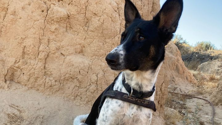 Dali 's adoption in the Czech Republic campaign photo, 1 of 3