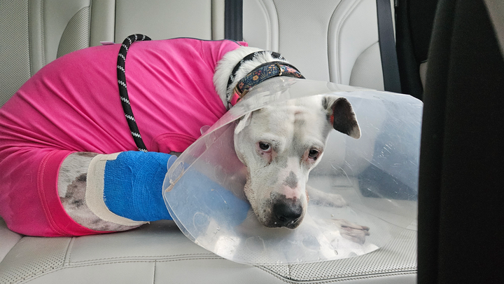Azula’s Battle: Knee Surgery, Cancer & Care campaign photo, 1 of 7
