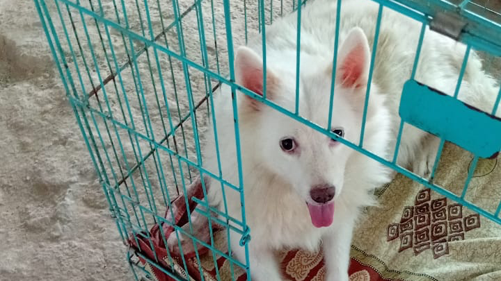 Support Ayurmegha Heal Hyderabad's Stray Dogs campaign photo, 1 of 8