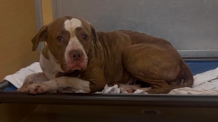 Help Xena Heal and Find a Loving Home campaign photo, 1 of 5
