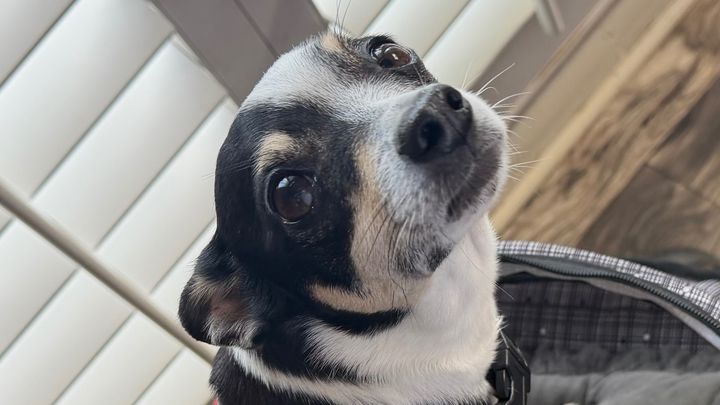 Help Pepe Walk Again: Surgery for Therapy Dog campaign photo, 1 of 8