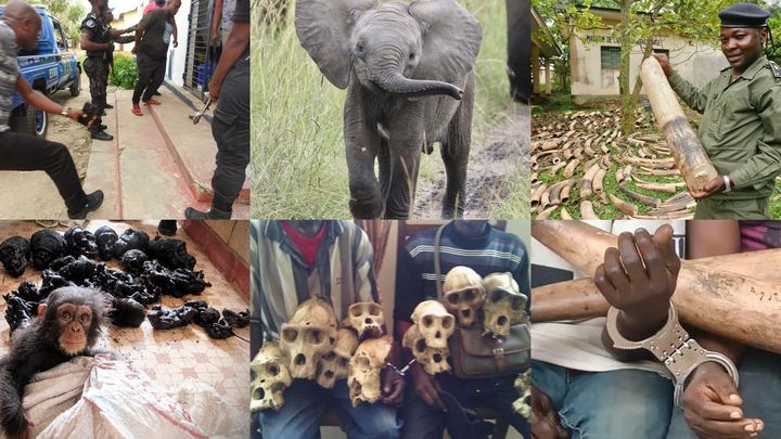 Support EAGLE - keep our fight against wildlife crime alive campaign photo, 1 of 4