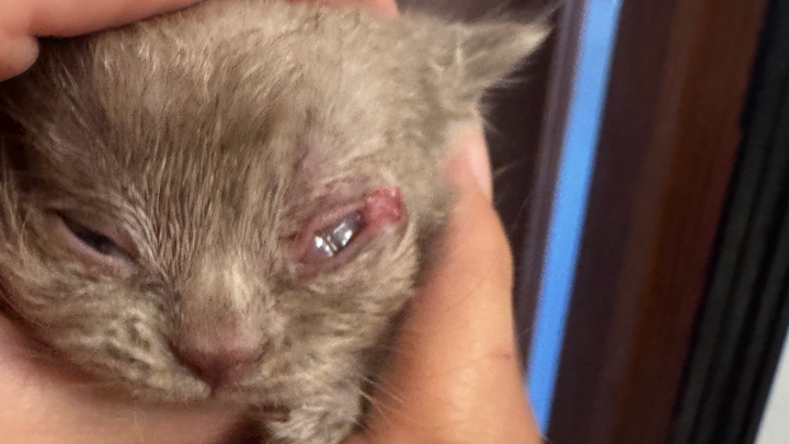 Urgent Help for Cats and Their Caregiver's Battle. Eyes Lost campaign photo, 1 of 7