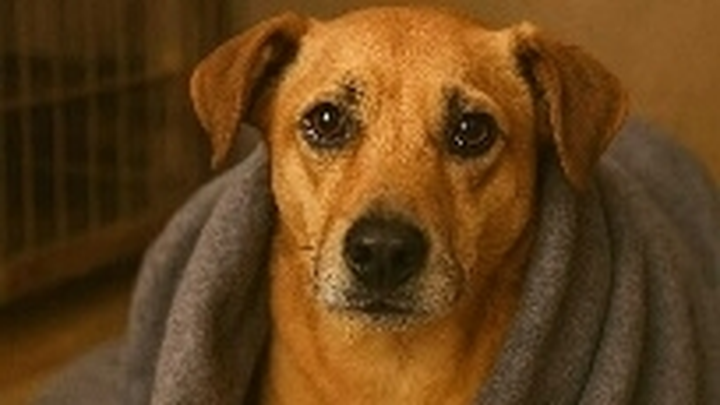 Dog Shelter needs support! campaign photo, 1 of 4