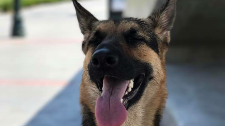 Help with June’s vet bill campaign photo, 1 of 6