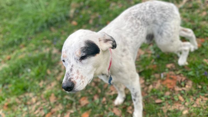 Butler Creek Blue Heelers