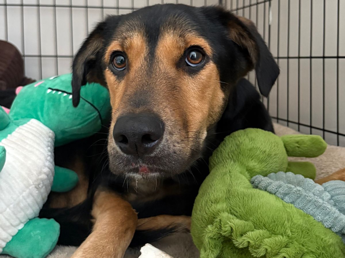 Help Missing Pets Dundee & Angus Save More Pets Like Atlas campaign photo, 1 of 7