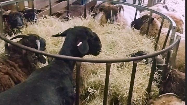 Please help me to buy food for my fibre flock of sheep campaign photo, 1 of 8
