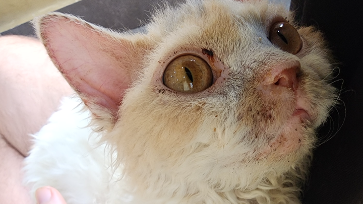 Help Meo Get Life-Saving Surgery campaign photo, 1 of 4