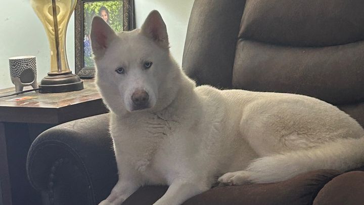 Help Save Suci: Emergency Surgery Needed campaign photo, 1 of 7