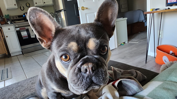 Urgent Aid for GiGi's Snake Bite campaign photo, 1 of 7