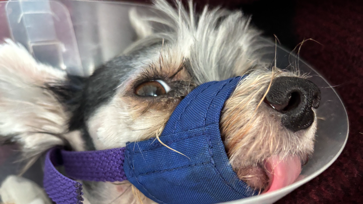 Help Maverick Recover from Coyote Attack campaign photo, 1 of 7
