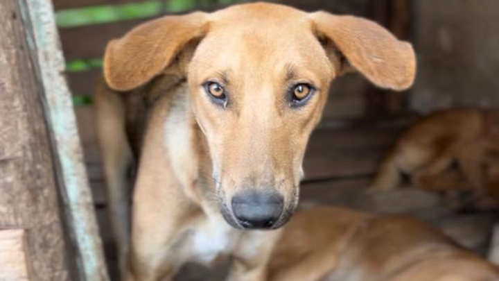 Help Save Dogshaven Uganda Give Hope to Homeless Dogs campaign photo, 1 of 6