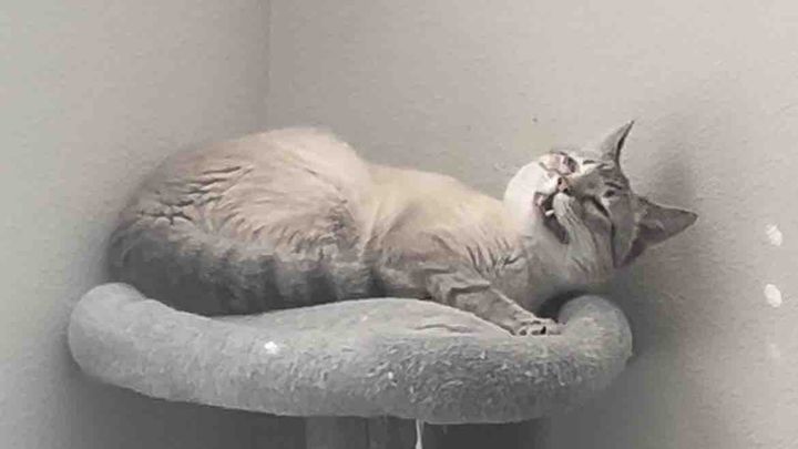 Help Save Kurt After Severe Abuse
