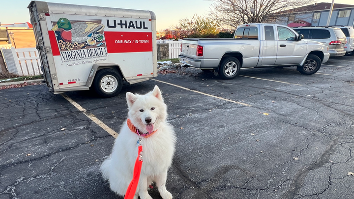 Recover stolen truck costs & protect my dog campaign photo, 1 of 6
