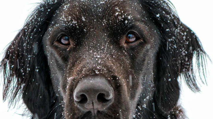 Help Buckley have a rapidly growing tumor emergency removed campaign photo, 1 of 5