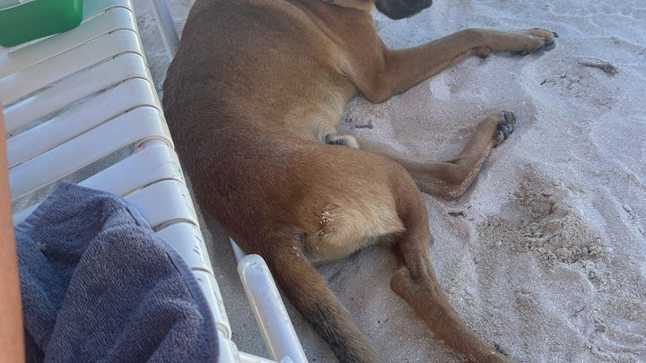 Help Jolly Heal: Medical Care for Our Adopted Dog campaign photo, 1 of 8
