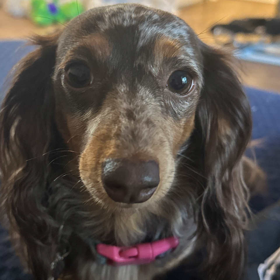 Donate to Save Kiki from IVDD Pain