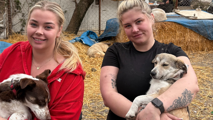 £700 a Week to Keep 500 Dogs Alive – Please Help campaign photo, 1 of 3