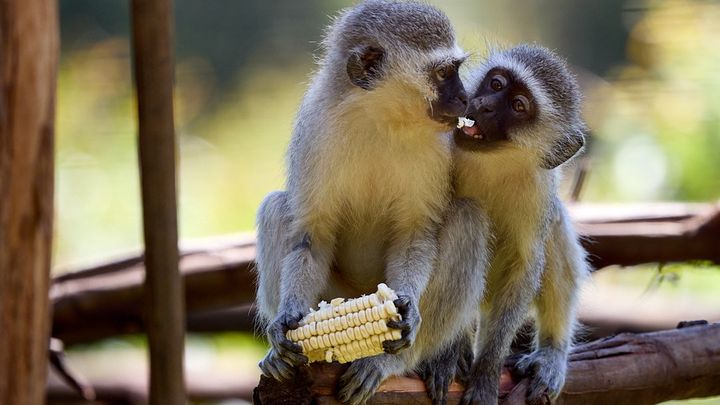 Help Us Feed the Wild Hearts in Our Care ❤️ campaign photo, 1 of 8
