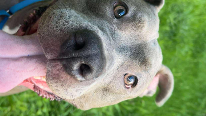 Donate to Save Ozzy, a Service Dog Hero campaign photo, 1 of 2
