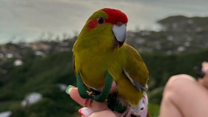 Help Vlad the Kakariki Parrot Get Surgery campaign photo, 1 of 7