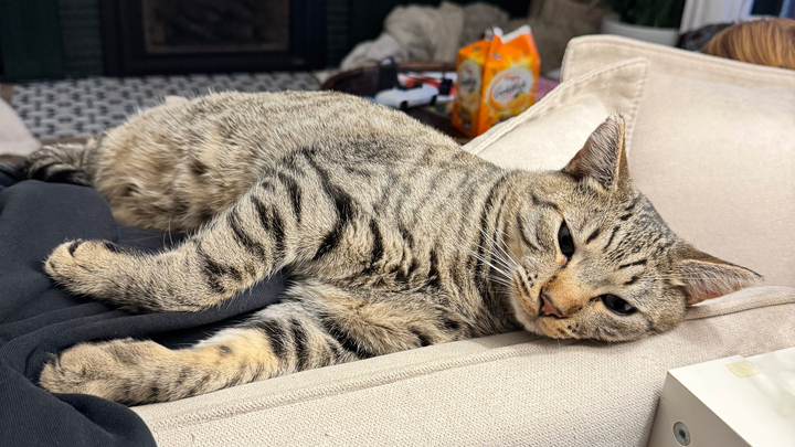 Help Save Tiger’s Leg campaign photo, 1 of 7