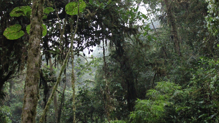 Help Protect a Rare Costa Rican Rainforest—Forever campaign photo, 1 of 8