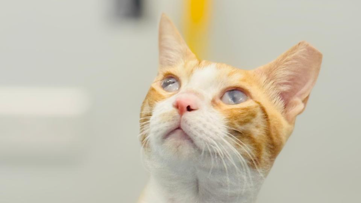 Enzo's eye surgery campaign photo, 1 of 2