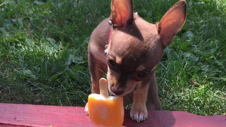 Help Tinkerbell Get Urgent Surgery campaign photo, 1 of 4