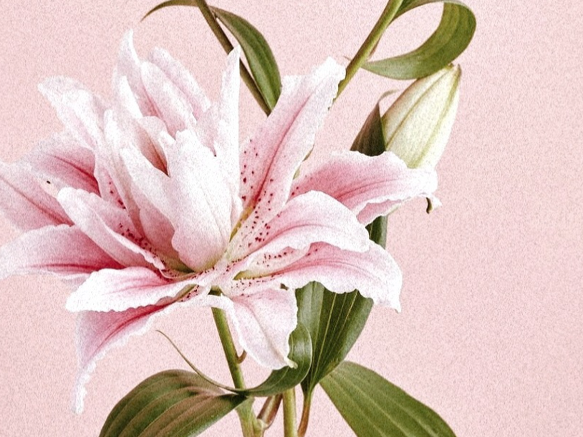 Fundraiser’s main image