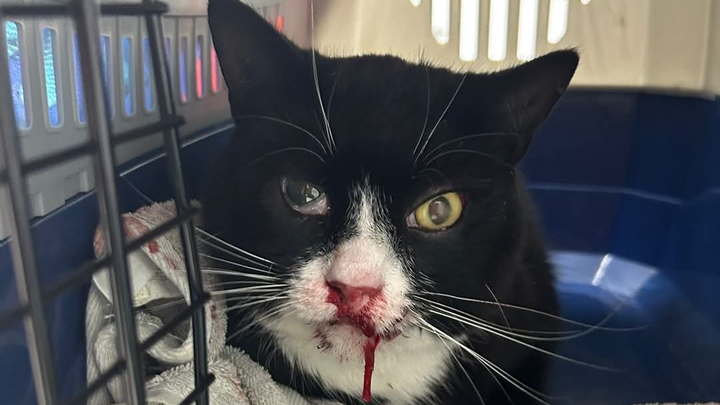 help jingle with his surgery campaign photo, 1 of 3