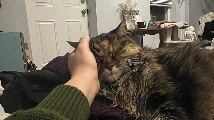 Support Needed for Cat's Medical Care campaign photo, 1 of 3