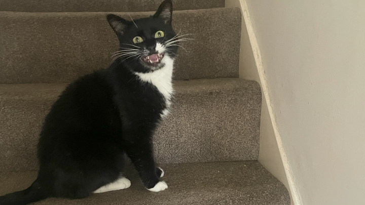 Please help Otis with his teefies! campaign photo, 1 of 3