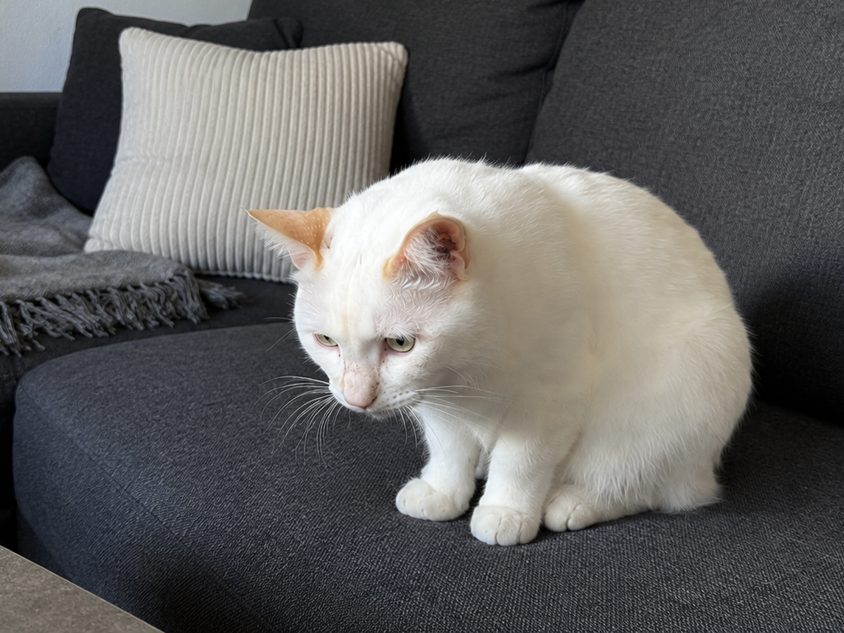 Support Luna's Journey to a Pain-Free Life campaign photo, 1 of 4