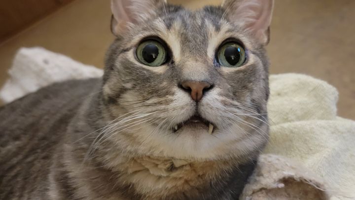 Urgent Dental Surgery for Popops campaign photo, 1 of 4