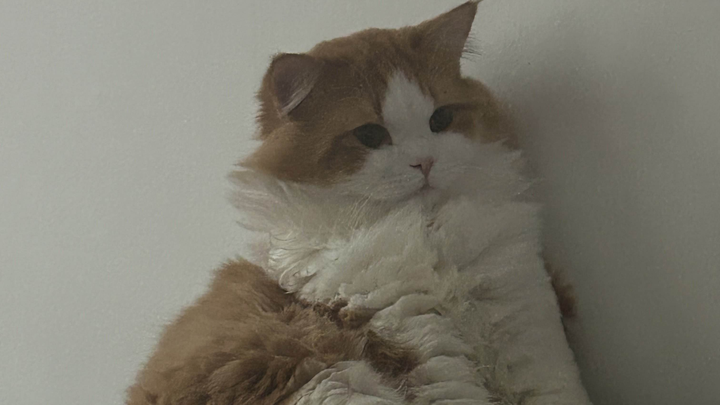 Please help me save my kitty campaign photo, 1 of 7