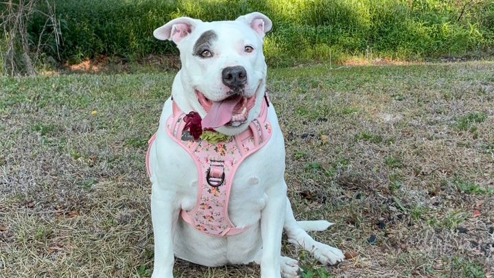 I'm Walking 30 Miles with My Dog for American Cancer Society campaign photo, 1 of 3