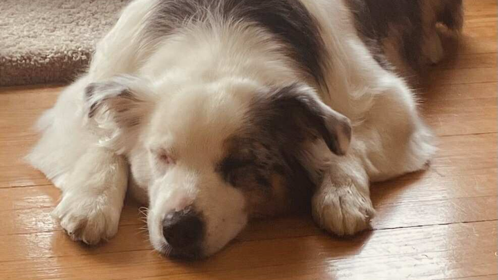 Please give IVY a second chance in life . campaign photo, 1 of 6