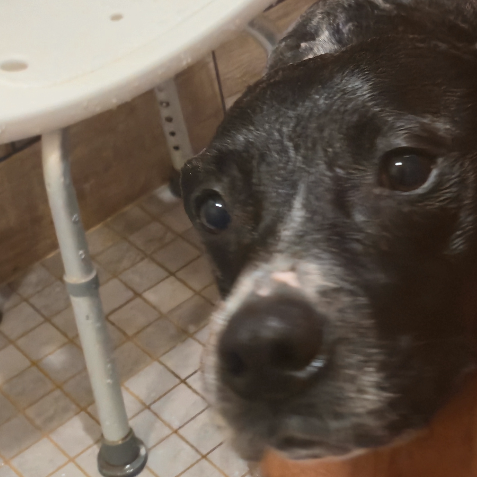 Donate to Rescue Abused Animals in Lawrence County