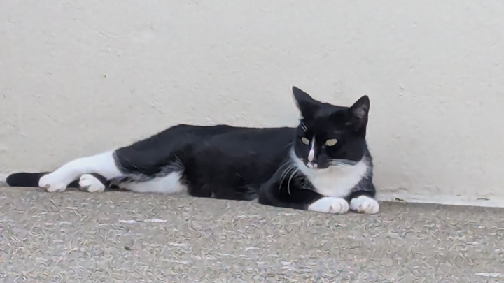 Save Union's Feral Cats: TNR and Care campaign photo, 1 of 5